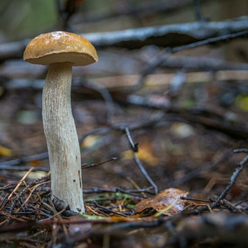 Shrooms online | Strongest Shroom Strain Canada