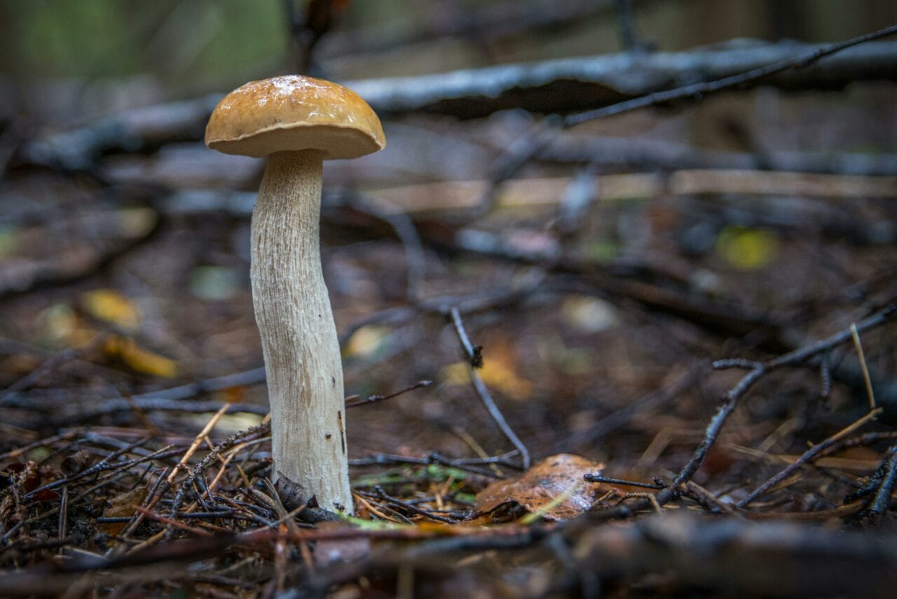 Latest Research on Psychedelic Mushrooms Indicates Prolonged Brain Alterations Could Benefit Mental Well-being