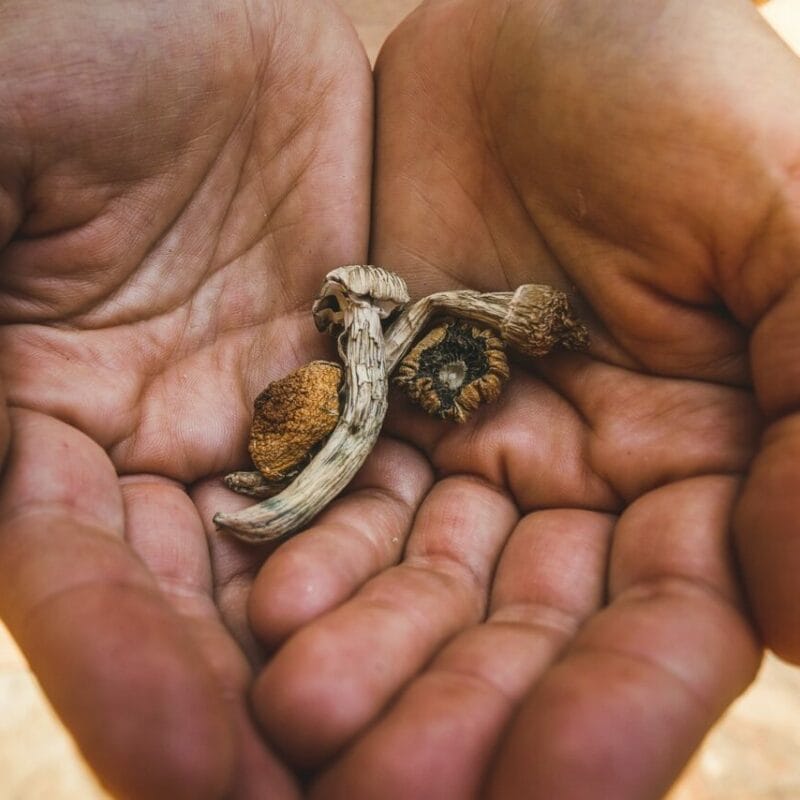 dried shrooms | Strongest Shroom Strain Canada