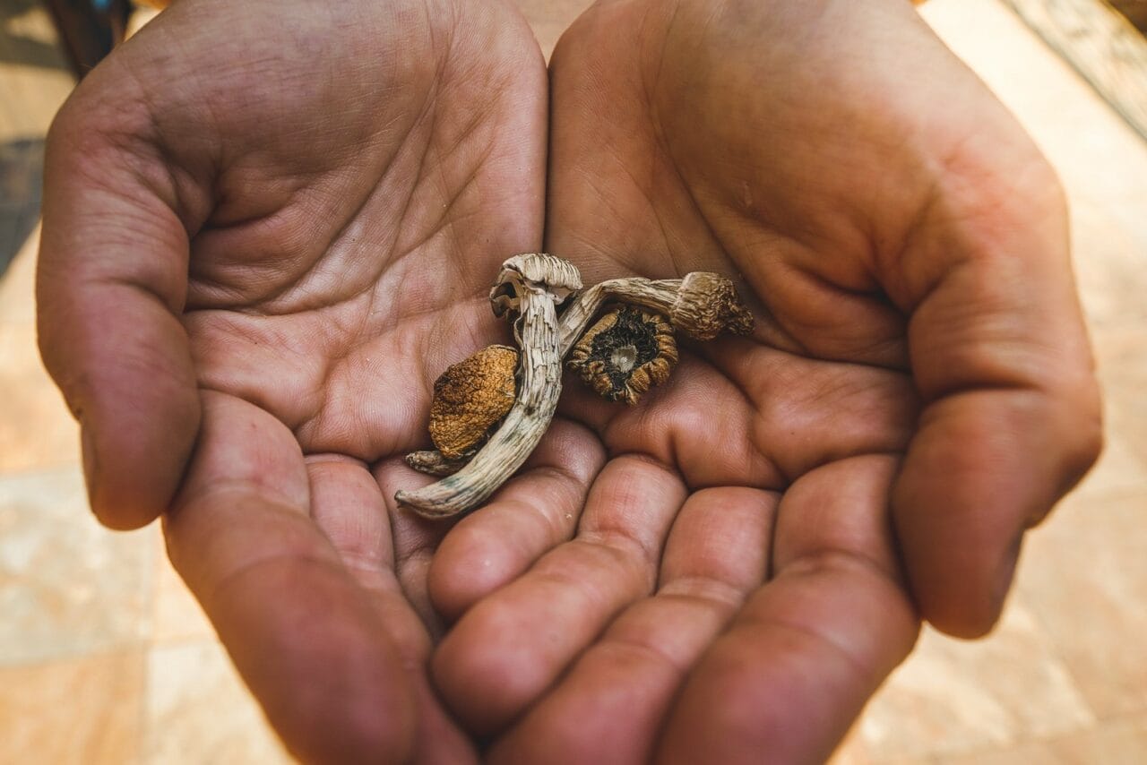 What is the Comparison Between Dried Shrooms and Other Psychedelics?