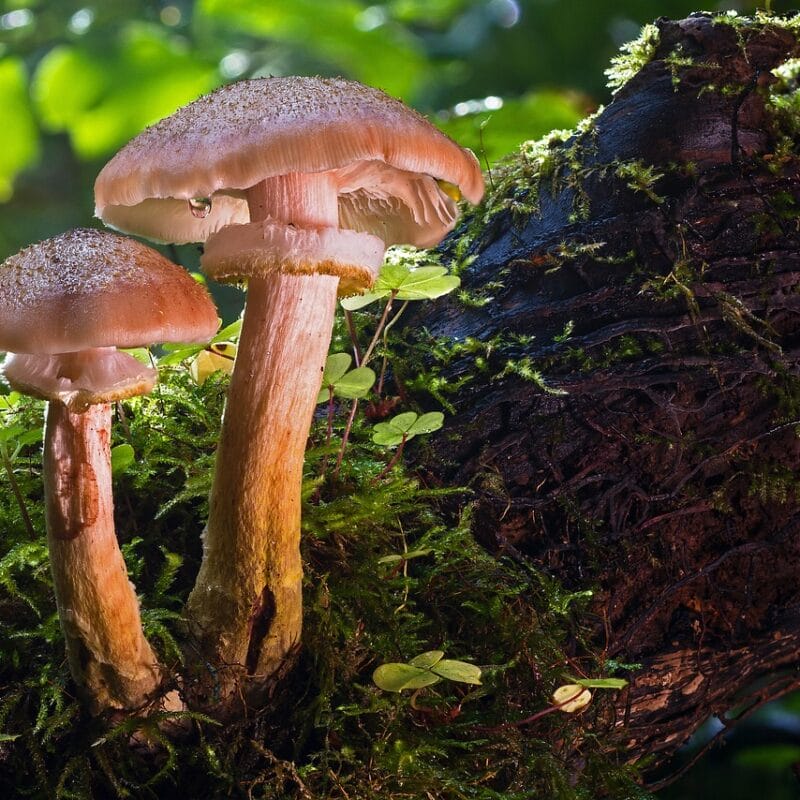 magic mushroom delivery | Strongest Shroom Strain Canada