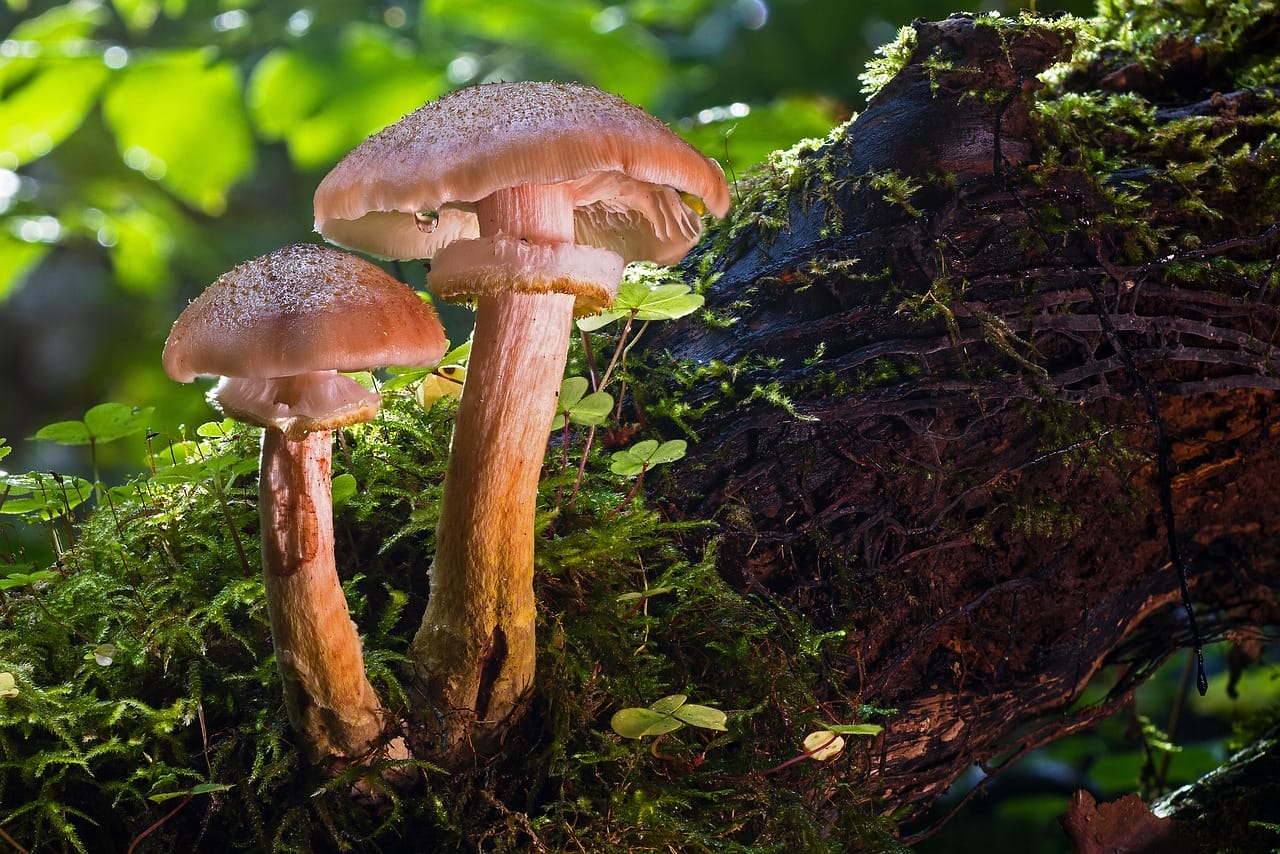 Did Psychedelic Magic Mushrooms Contribute to Our Advancement as a Species?