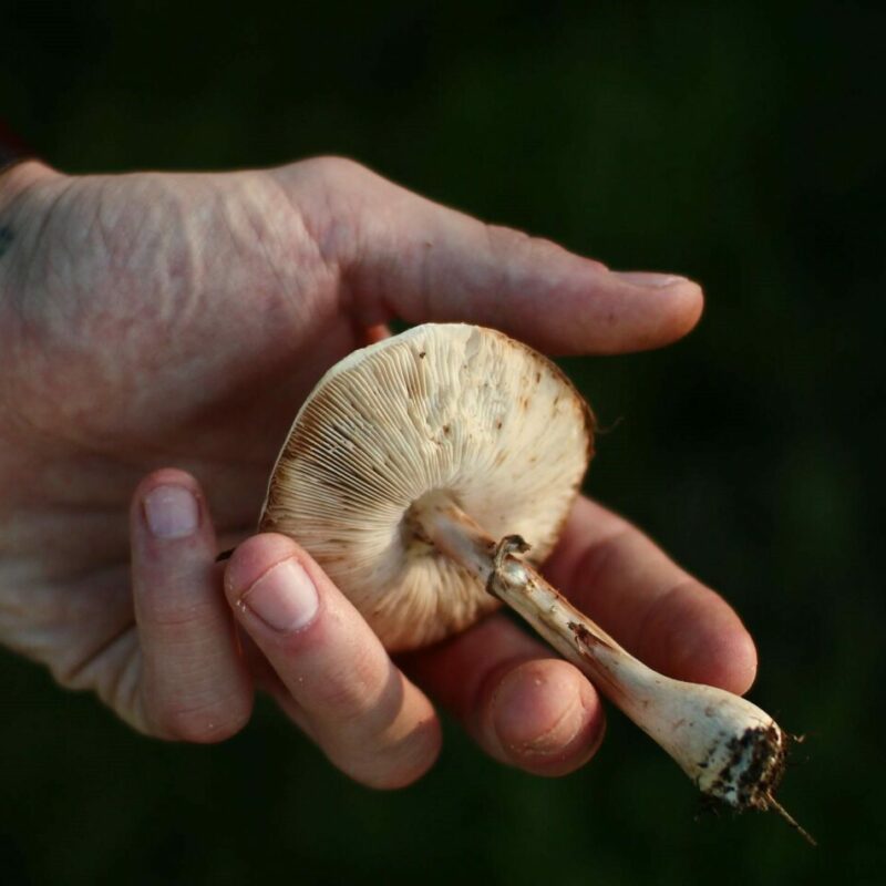 Shrooms | Strongest Shroom Strain Canada