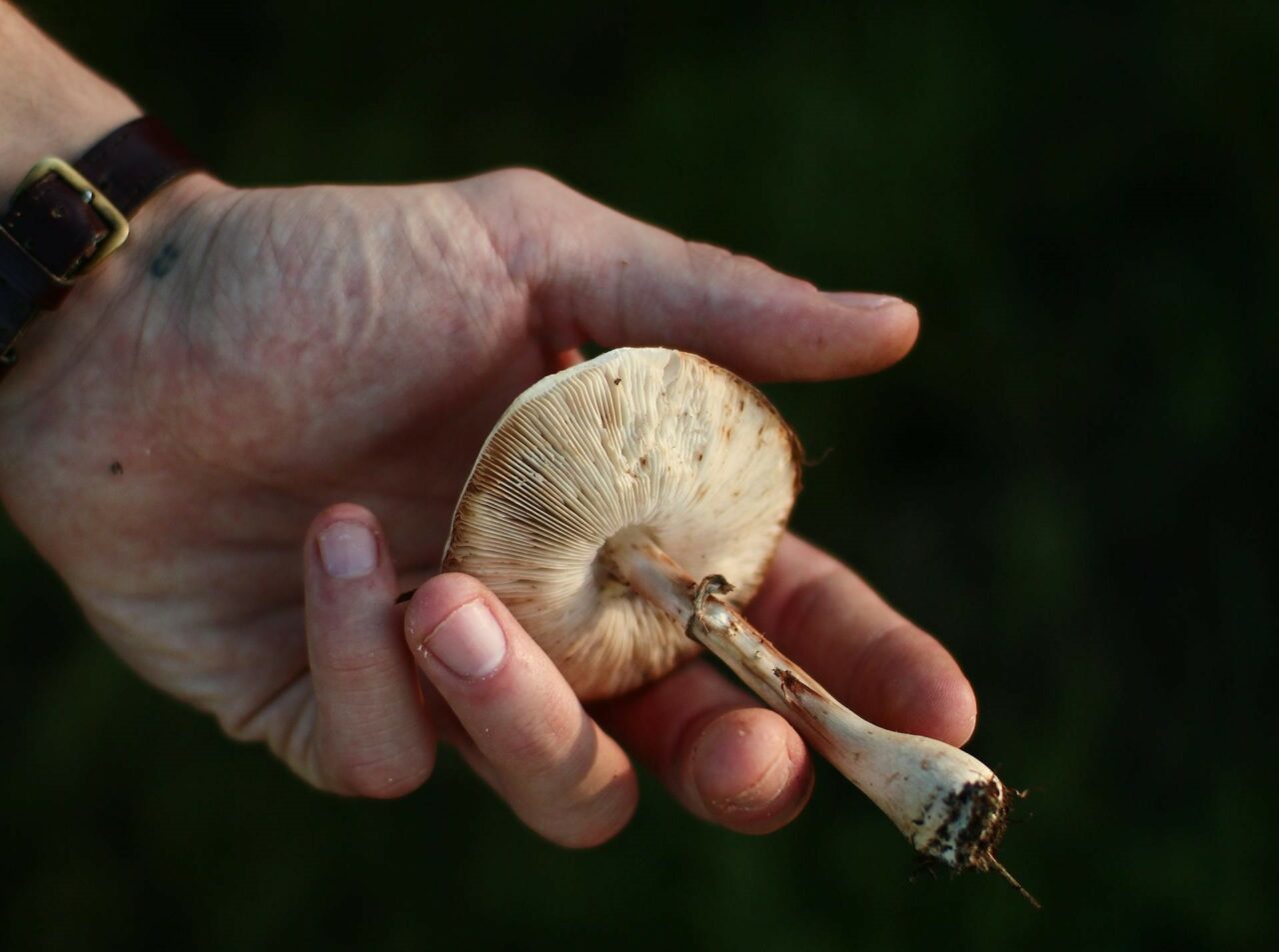 Examining the Pharmacokinetics of Psychedelic Mushrooms