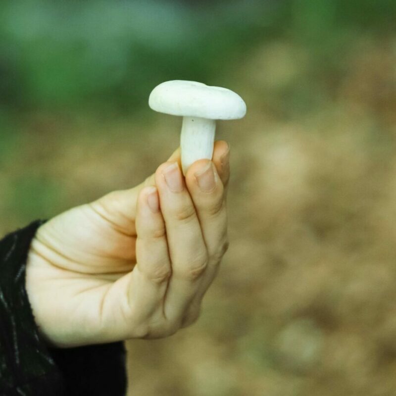 shrooms online in Canada | Strongest Shroom Strain Canada