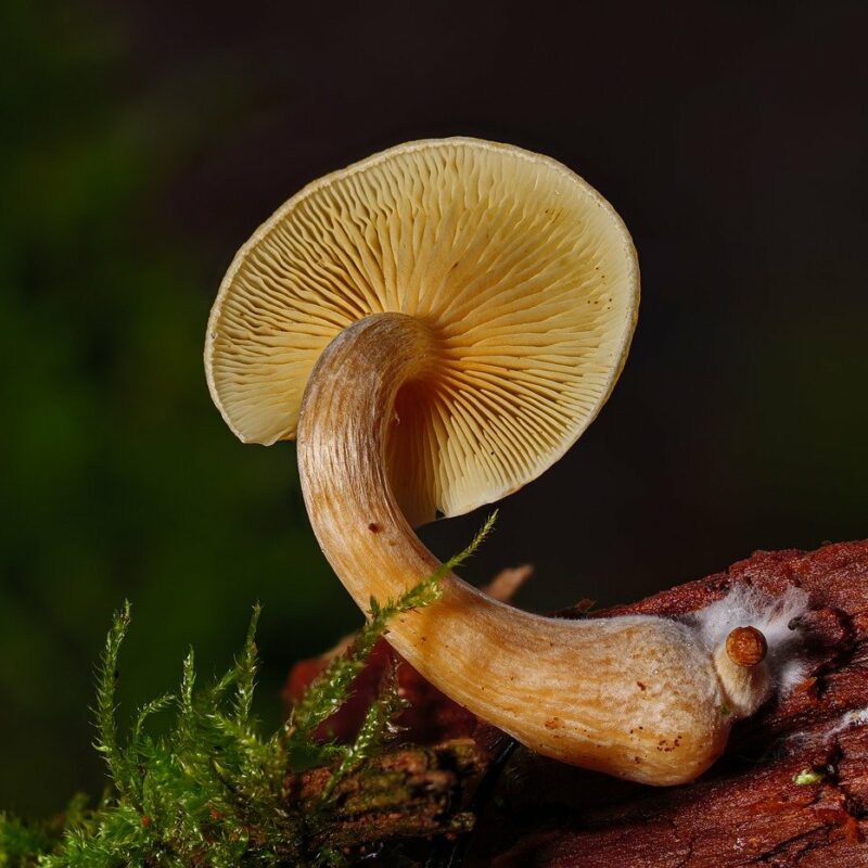 Alacabenzi Strain | Strongest Shroom Strain Canada