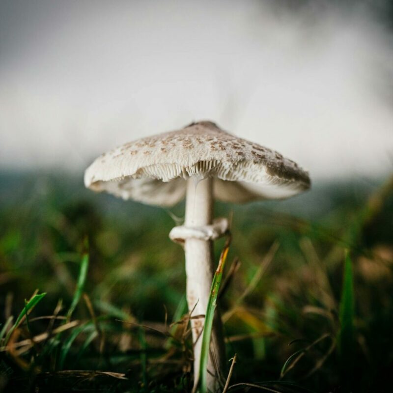 White Monster | Strongest Shroom Strain Canada