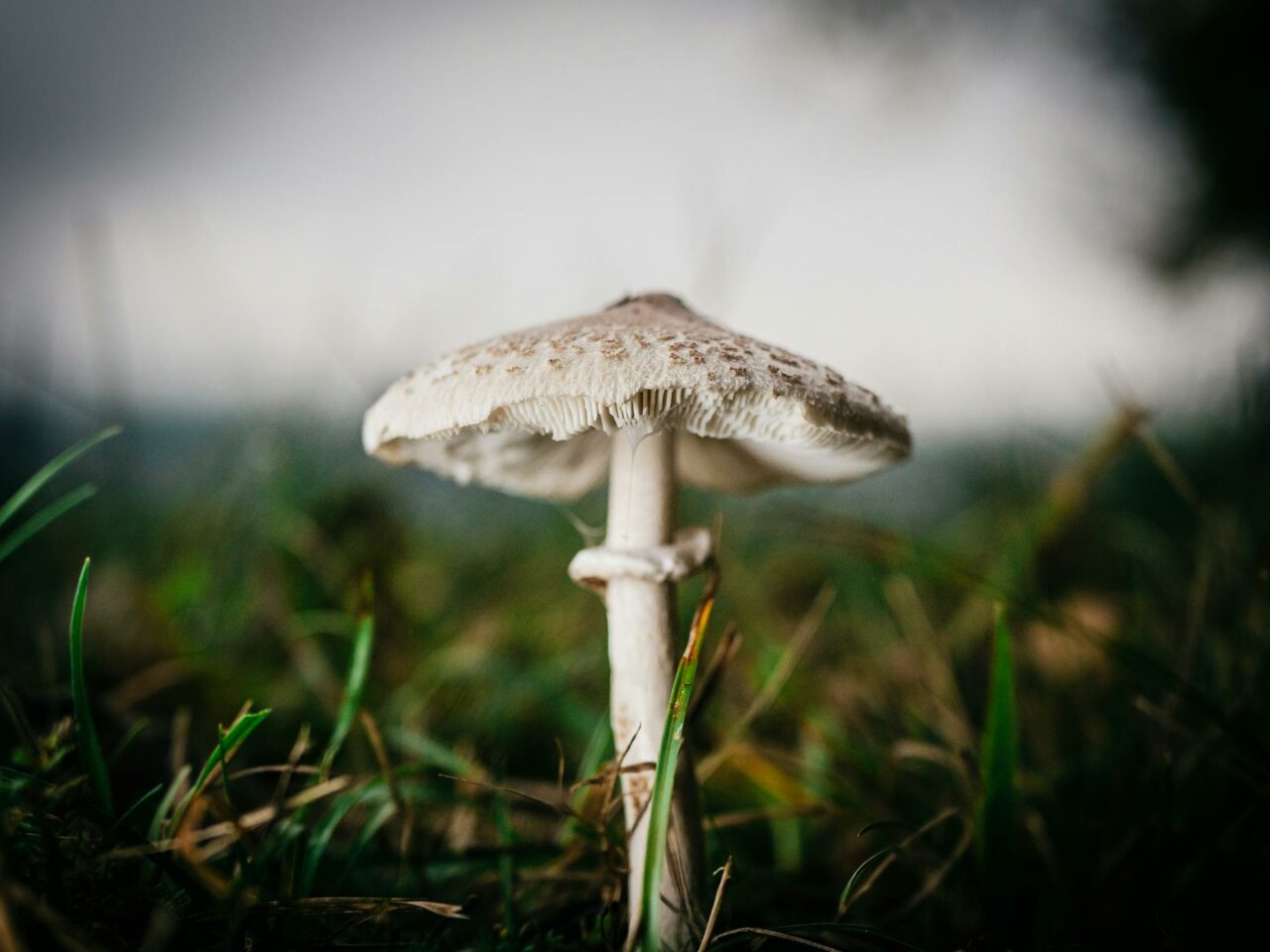 What Complements White Monster Magic Mushrooms For An Elevated Experience?