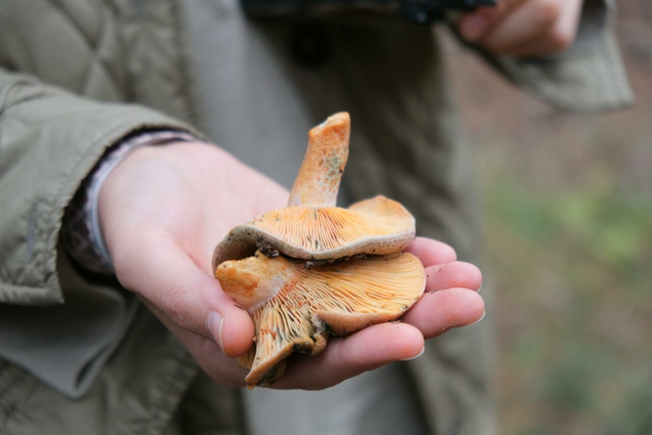The Reasons I will Forever Include Apex Strain Mushrooms in My Self-Care Arsenal