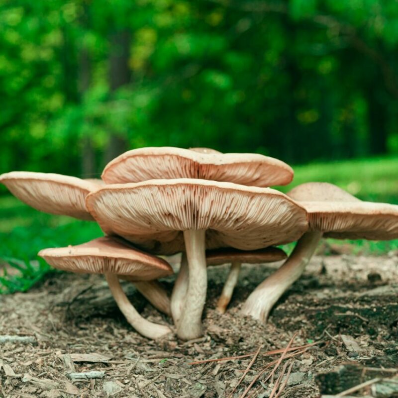 Big Daddy Mushroom | Strongest Shroom Strain Canada