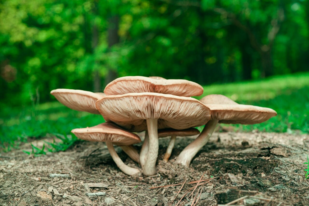 Experienced the Big Daddy Mushroom during a Hiking Adventure—Highly Recommended and Would Definitely Repeat
