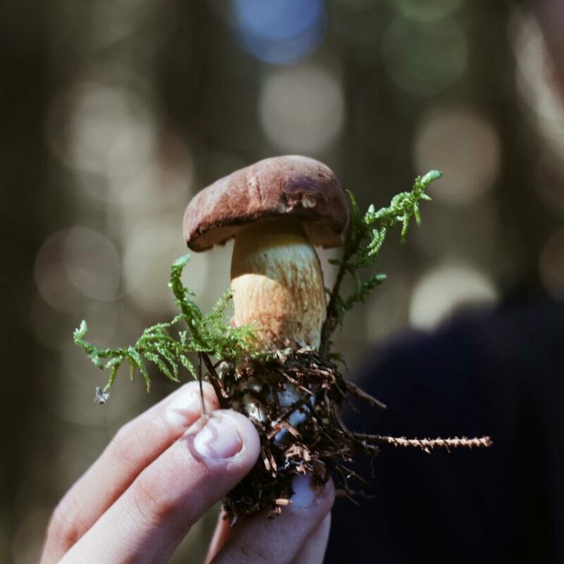 Buy Shrooms | Strongest Shroom Strain Canada