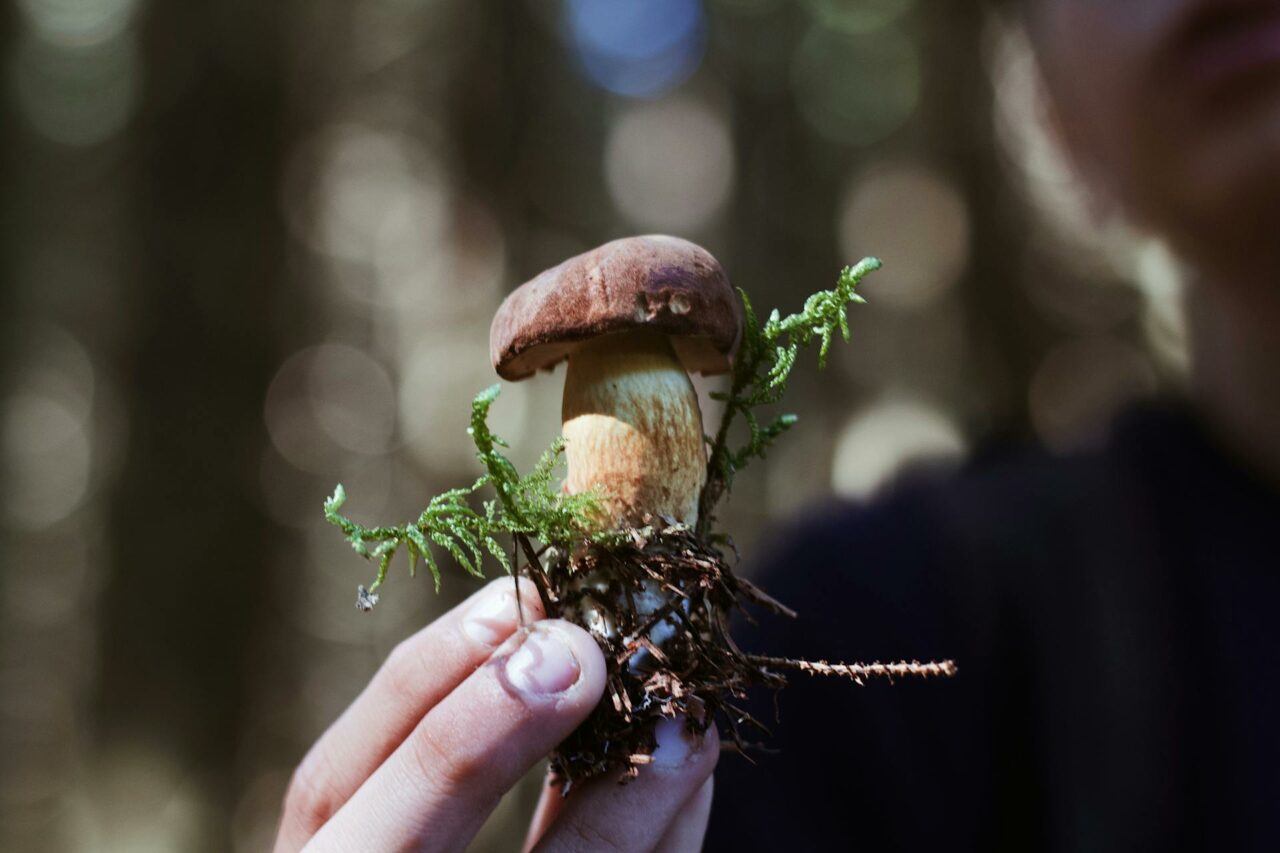 Considering Buying Psychedelic Mushrooms Online? A Retiree Regrets Not Using Psilocybin 45 Years Earlier