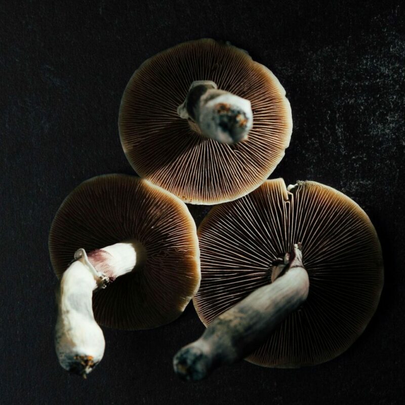 Magic Mushroom Canada | Strongest Shroom Strain Canada