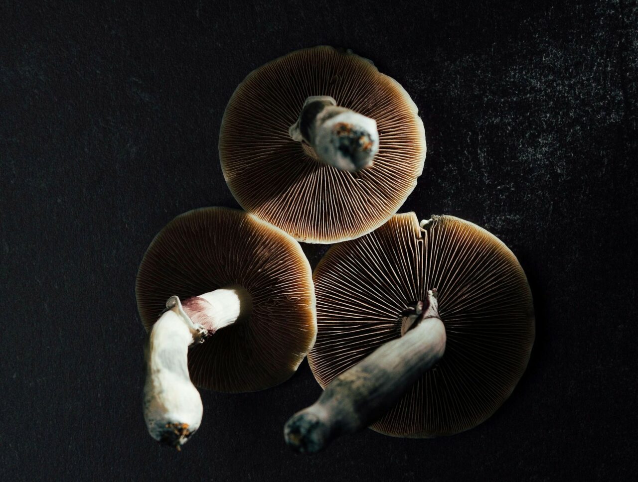 Canada’s Magic Mushroom – Experts Discuss Why Naturally Occurring Psilocybin Impacts More Intensely Than Synthetic Varieties