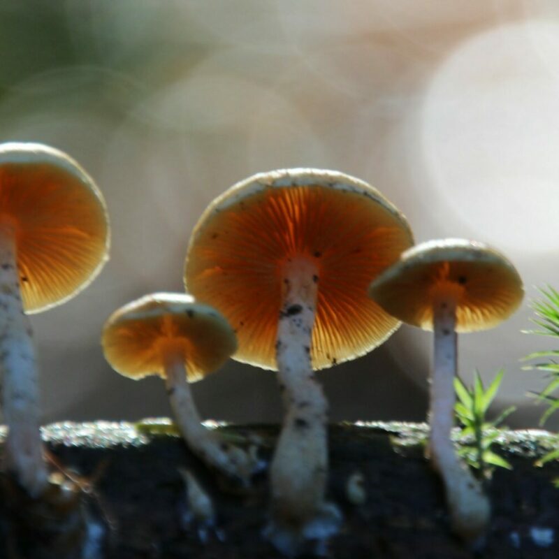Magic Mushroom Delivery | Strongest Shroom Strain Canada
