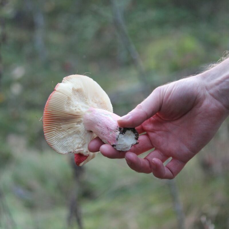 Magic Mushroom Delivery | Strongest Shroom Strain Canada