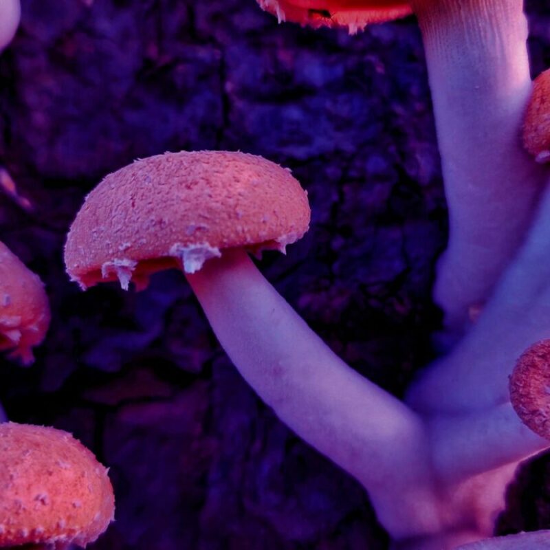 Mushroom Dispensary | Strongest Shroom Strain Canada