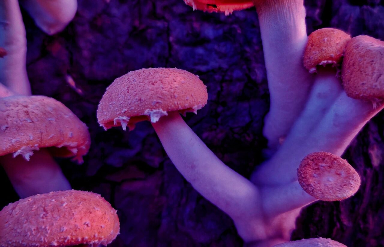 How Psilocybin Sourced from Mushroom Dispensaries May Help Reconfigure Minds Burdened by HIV-Related Stigma