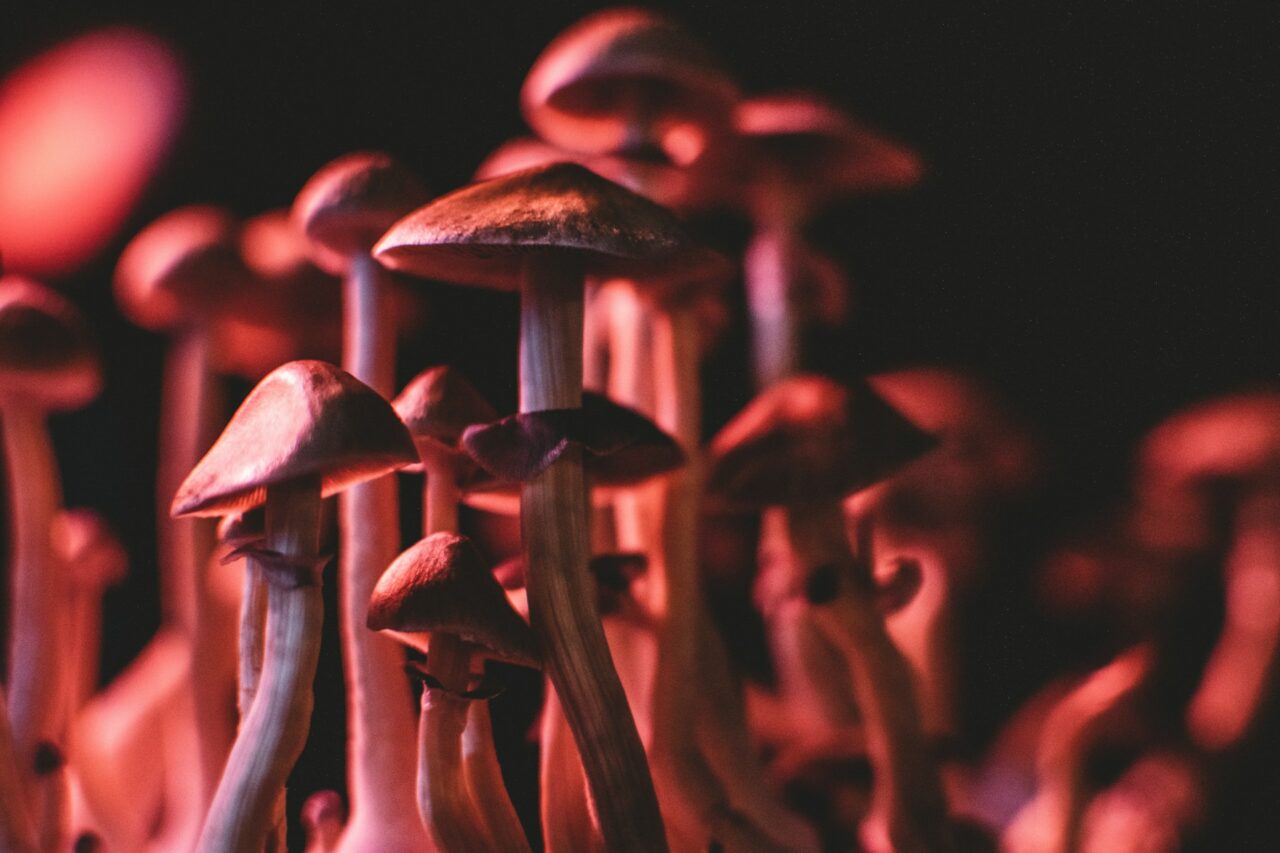 Can Psilocybin Mushrooms in Canada Aid in Serotonin Regulation for Anorexia? Here’s the Latest Research Findings