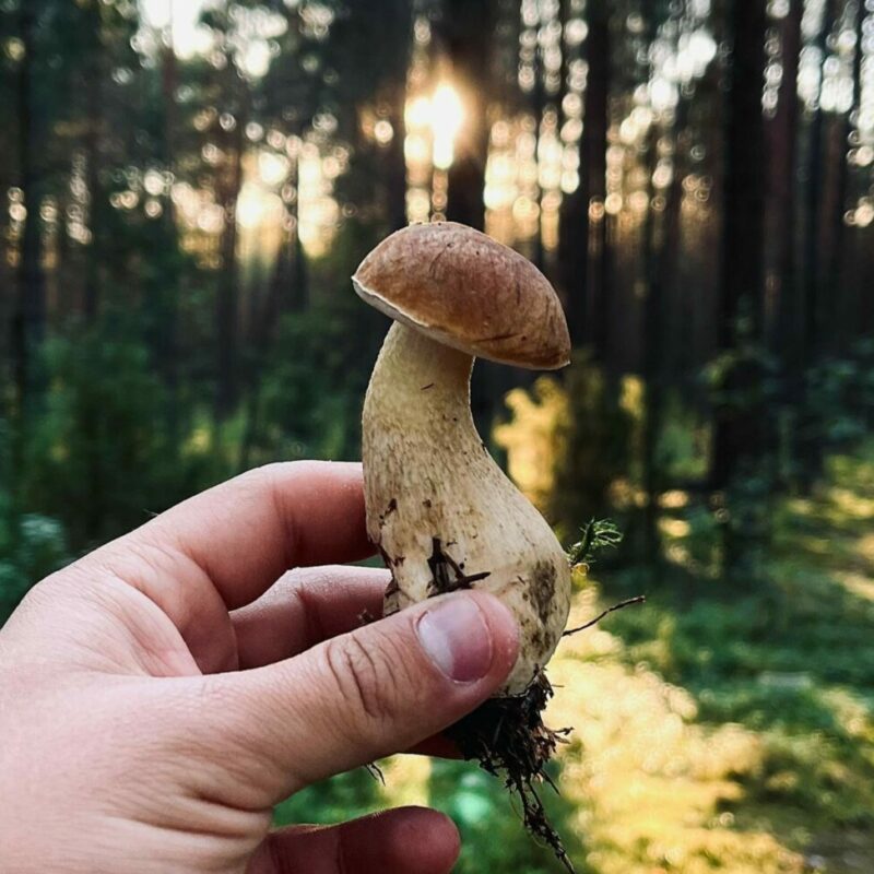 Shrooms Delivery Canada | Strongest Shroom Strain Canada