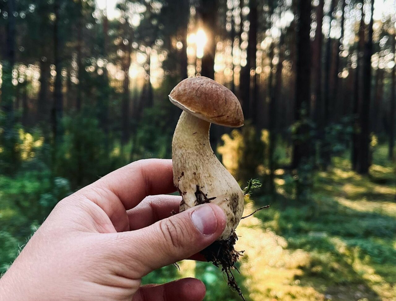 Is Psilocybin a Superior Alternative to Escitalopram/Esketamine? Discover the Answer with ShroomsDeliveryCanada
