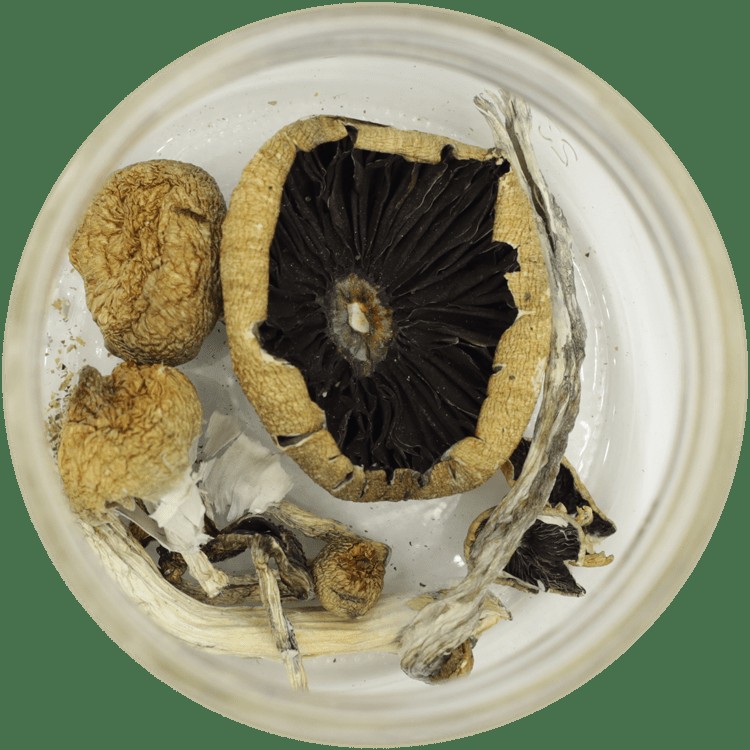  | Strongest Shroom Strain Canada