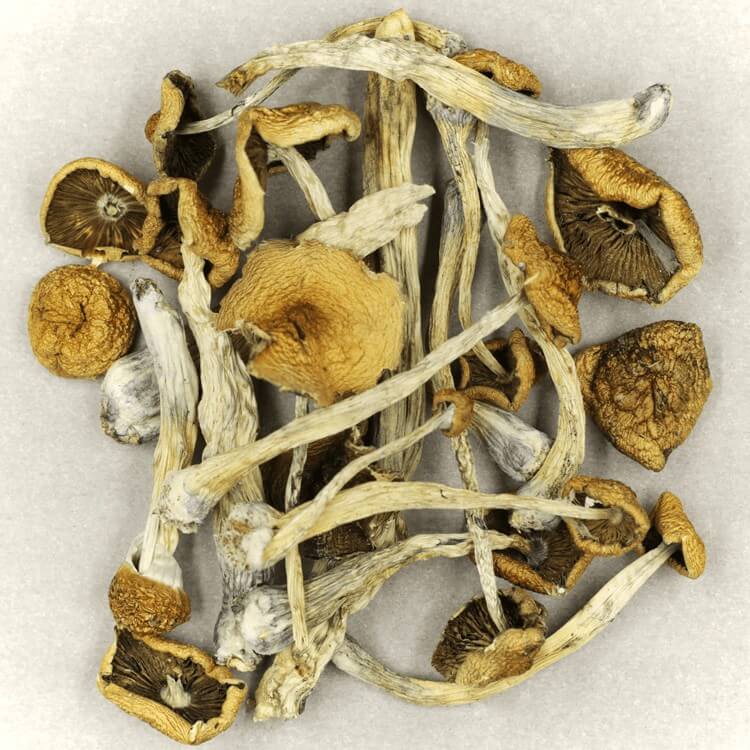  | Strongest Shroom Strain Canada