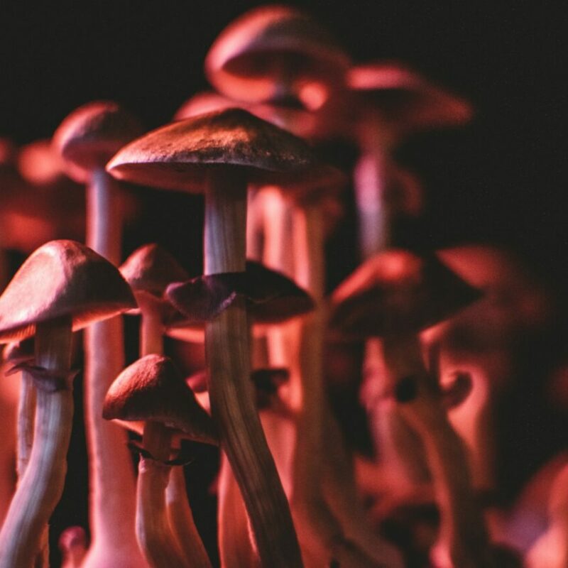  | Strongest Shroom Strain Canada